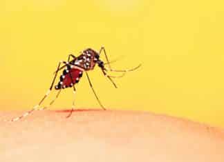 Dye Wipes Out Malaria Parasite at Unprecedented Rate Dye Wipes Out Malaria Parasite at Unprecedented Rate