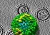Flu Genome Could Hold Clues for Better Pandemic Flu Surveillance Flu Genome Could Hold Clues for Better Pandemic Flu Surveillance