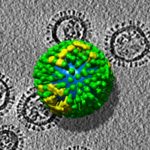 Flu Genome Could Hold Clues for Better Pandemic Flu Surveillance