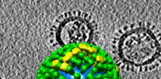 Flu Genome Could Hold Clues for Better Pandemic Flu Surveillance