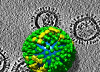 Flu Genome Could Hold Clues for Better Pandemic Flu Surveillance Flu Genome Could Hold Clues for Better Pandemic Flu Surveillance