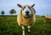 Breakthrough Alert! Stanford Scientists Develop First Human-Sheep Hybrid