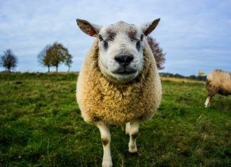 Breakthrough Alert! Stanford Scientists Develop First Human-Sheep Hybrid