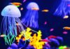 Jellyfish Crisps Anyone? Danish Researchers Turn Squishy Jellyfish into a Crunchy Treat