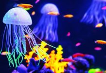 Jellyfish Crisps Anyone? Danish Researchers Turn Squishy Jellyfish into a Crunchy Treat