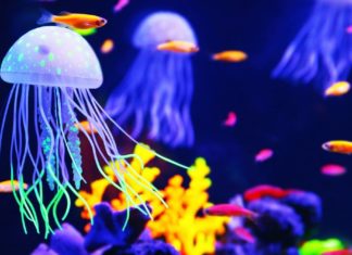 Jellyfish Crisps Anyone? Danish Researchers Turn Squishy Jellyfish into a Crunchy Treat