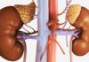 Urine-Derived Cells Helps Design Synthetic Adrenal Gland