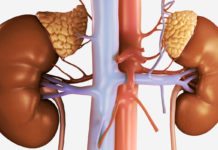 Urine-Derived Cells Helps Design Synthetic Adrenal Gland Urine-Derived Cells Helps Design Synthetic Adrenal Gland