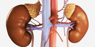 Urine-Derived Cells Helps Design Synthetic Adrenal Gland