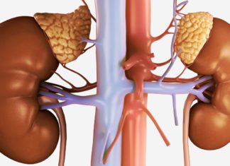 Urine-Derived Cells Helps Design Synthetic Adrenal Gland Urine-Derived Cells Helps Design Synthetic Adrenal Gland