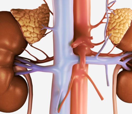 Urine-Derived Cells Helps Design Synthetic Adrenal Gland