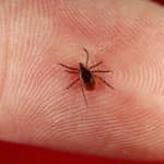New Serochip Test for Diagnosis of Tick-Borne Diseases