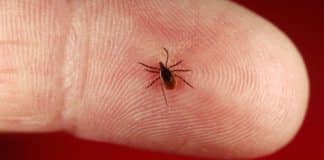 New Serochip Test for Diagnosis of Tick-Borne Diseases