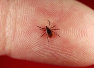 New Serochip Test for Diagnosis of Tick-Borne Diseases New Serochip Test for Diagnosis of Tick-Borne Diseases