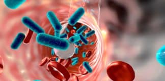 Gut Microbes Guard Mice Against Sepsis - Latest Research