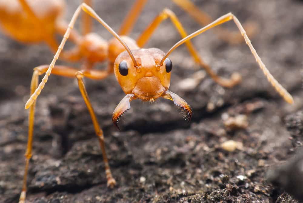 Ants Could Help Us Develop Novel, Potent Antibiotics