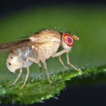 Fruit Fly Genome Sheds Light on the Process of Aging Active Genetics Paves Way for Advances in Synthetic Biology