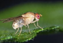 Active Genetics Paves Way for a New Era of Advances in Synthetic Biology Active Genetics Paves Way for Advances in Synthetic Biology