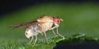 Active Genetics Paves Way for Advances in Synthetic Biology