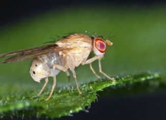 Active Genetics Paves Way for a New Era of Advances in Synthetic Biology Active Genetics Paves Way for Advances in Synthetic Biology