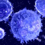 Cell Sex Found to Influence Nanoparticle Uptake and Other Responses PhD Biosciences Post With Rs. 90,000 Salary