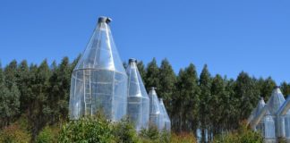 researchers at the Western Sydney University have uncovered the novel strategies Australian eucalypt trees use to survive extreme heatwaves.