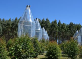 Trees Tolerate Extreme Heatwaves by “Sweating”: Study researchers at the Western Sydney University have uncovered the novel strategies Australian eucalypt trees use to survive extreme heatwaves.
