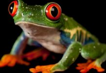 Threatening Amphibian Fungus Could be Curbed Using eDNA Analysis