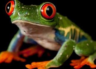 Threatening Amphibian Fungus Could be Curbed Using eDNA Analysis