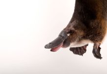 Platypus Milk : To Combat the Global Crisis of Antibiotic Resistance