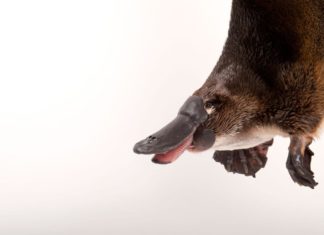 Platypus Milk : To Combat the Global Crisis of Antibiotic Resistance
