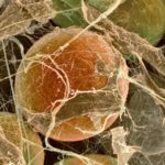 A Native Brown Fat Protein Key to How the Fat Cells Function A Native Brown Fat Protein Key to How the Fat Cells Function