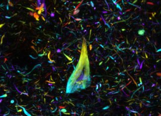 OPTIclear: A Stunning 3D Tech that Allows for High-Resolution, Archival Imaging of Brain