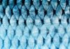Fish Scale-Facilitated Wound Healing : NTU Latest Study