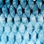 Fish Scale-Facilitated Wound Healing : NTU Latest Study