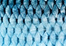 Fish Scale-Facilitated Wound Healing : NTU Latest Study Fish Scale-Facilitated Wound Healing : NTU Latest Study