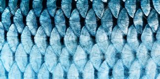 Fish Scale-Facilitated Wound Healing : NTU Latest Study