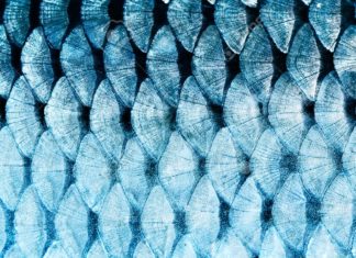 Fish Scale-Facilitated Wound Healing : NTU Latest Study Fish Scale-Facilitated Wound Healing : NTU Latest Study