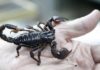 An Antidote for Arthritis : Scorpion Venom?!