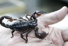 An Antidote for Arthritis : Scorpion Venom?!