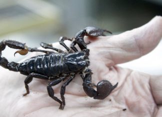 An Antidote for Arthritis : Scorpion Venom?!