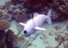 Look! Something’s Fishy: SoFi the Robot Fish to Help Us Better Understand Undersea Creatures Look! Something’s Fishy: SoFi the Robot Fish Helps Us Understand Sea