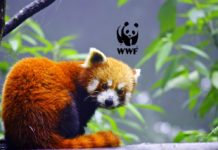 Internship Program For Life Science Candidates @ WWF, India