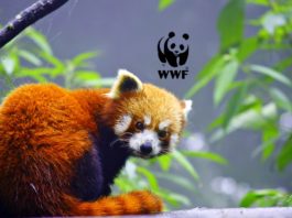 Internship Program For Life Science Candidates @ WWF, India