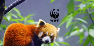 Internship Program For Life Science Candidates @ WWF, India