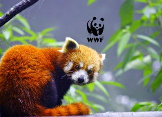 Internship Program For Life Science Candidates @ WWF, India