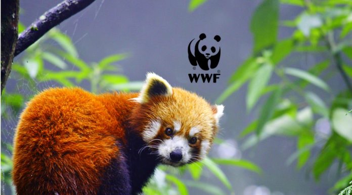 Internship Program For Life Science Candidates @ WWF, India Internship Program For Life Science Candidates @ WWF, India