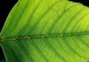 MSc Botany Jr. Research Fellow Post Vacant @ Visva Bharati