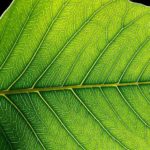 In a First, Scientists Genetically Engineer Crop to Take Up 25% Less Water MSc Botany Jr. Research Fellow Post Vacant @ Visva Bharati