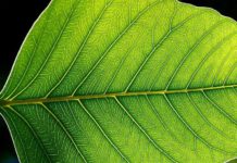 In a First, Scientists Genetically Engineer Crop to Take Up 25% Less Water MSc Botany Jr. Research Fellow Post Vacant @ Visva Bharati